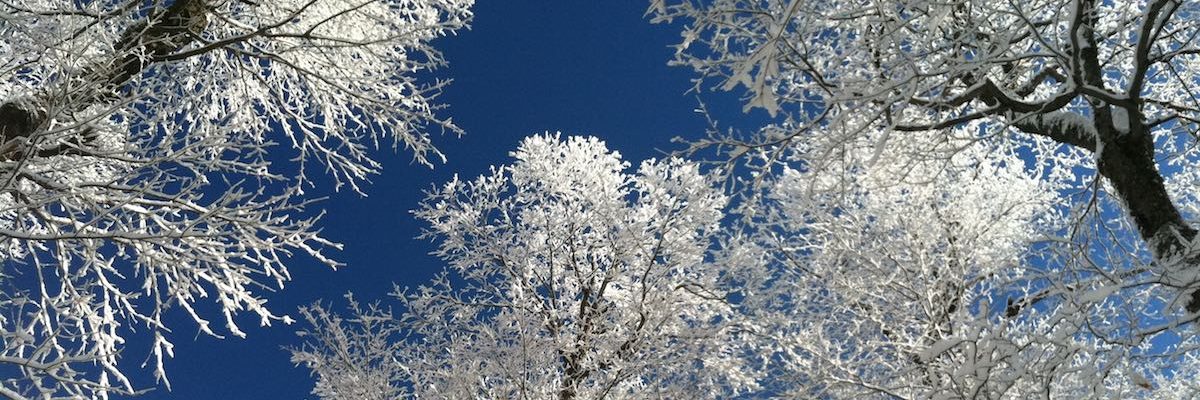 Snowy Trees 2018