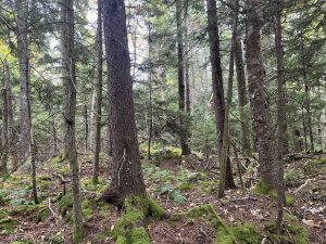 Summit area of East Round Mountain